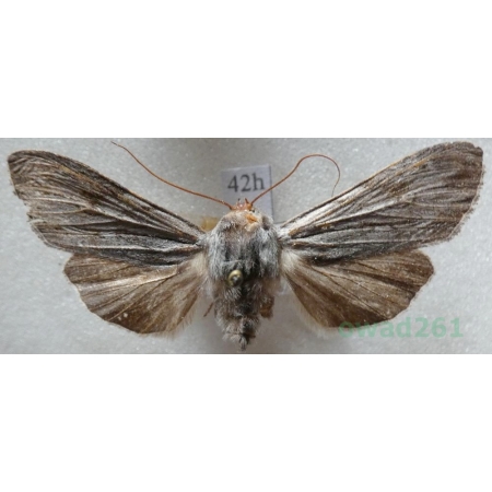 Cucullia lucifuga (Denis & Schiffermüller, 1775) Kapturnica mrocznica Czech42h
